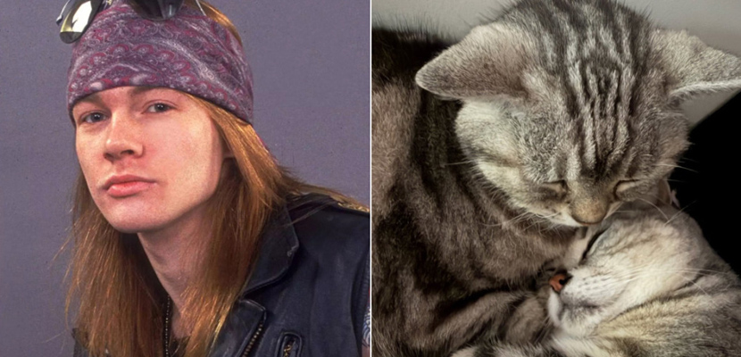 Axl Rose (Guns N’ Roses) agradece o carinho dos fãs após o falecimento de seu gatinho Whiskey Maranello Rose